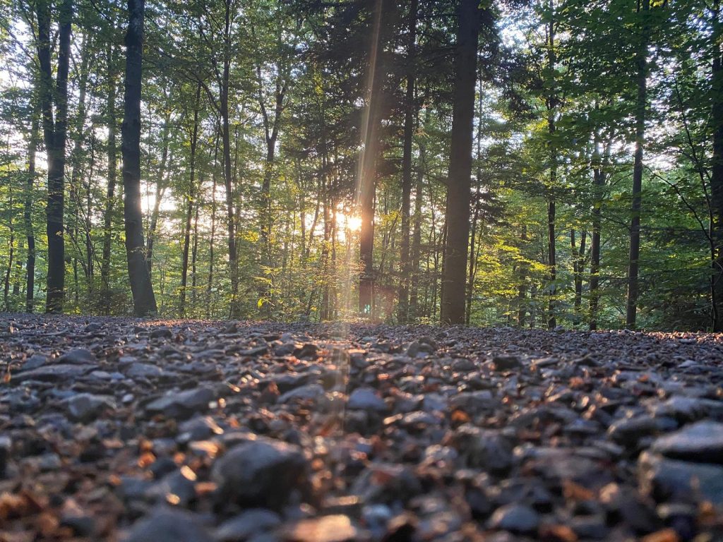 Wald, Wasser, Arten: Was im Ochsenhau wirklich geschützt ist – und wo du es selbst nachschauen kannst